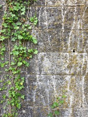 bark of a tree