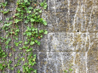 ivy on a wall