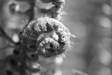Western swordfern