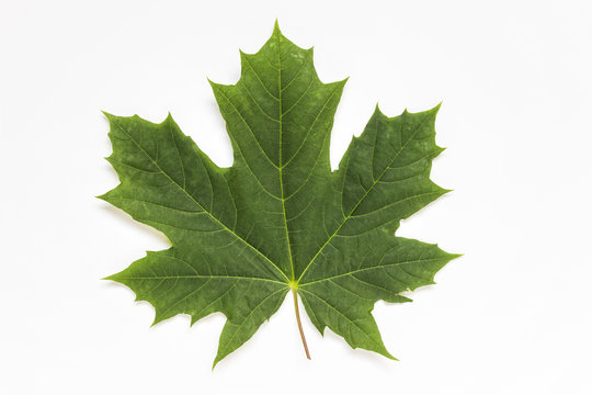 Front view of a single isolated green maple leaf on white background.
