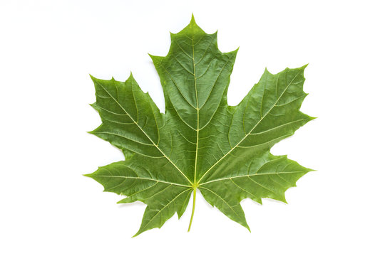 Back view of a single isolated green maple leaf with veins on white background.
