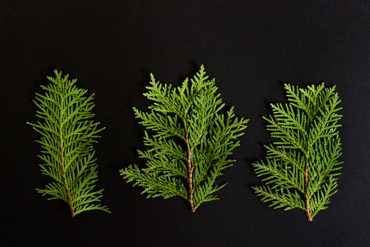 Three Branches Of Thuja Evergreen Garden Plant On Black Background.