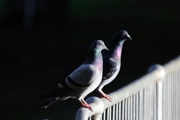 Rock Dove in Australasia