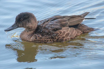 Grey Teal in Australasia