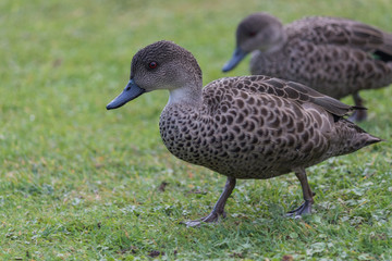 Grey Teal in Australasia