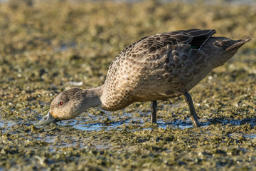 Grey Teal in Australasia