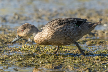Grey Teal in Australasia