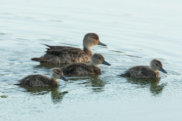 Grey Teal in Australasia