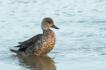 Grey Teal in Australasia 