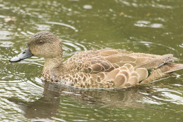 Grey Teal in Australasia