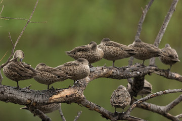 Grey Teal in Australasia