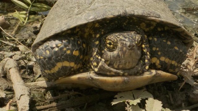 Portrait of pond turtle on the grass. European pond turtle, European pond terrapin or European pond tortoise (Emys orbicularis)