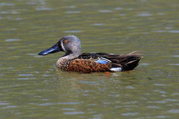 Australasian Shoveler Duck in Australasia