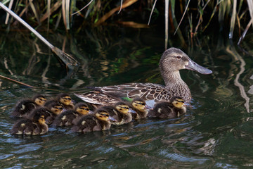 Australasian Shoveler Duck in Australasia