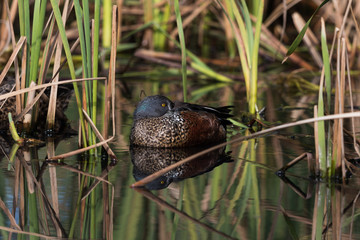 Australasian Shoveler Duck in Australasia