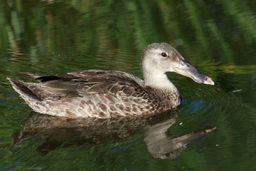 Australasian Shoveler Duck in Australasia