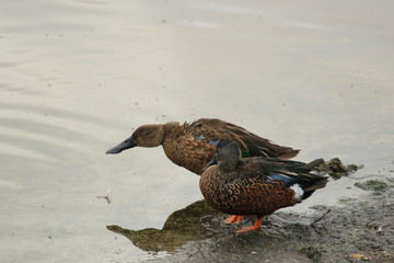Australasian Shoveler Duck in Australasia