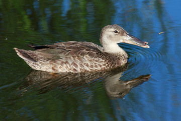 Australasian Shoveler Duck in Australasia