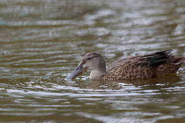 Australasian Shoveler Duck in Australasia