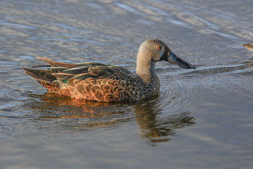 Australasian Shoveler Duck in Australasia