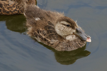 Australasian Shoveler Duck in Australasia