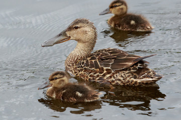 Australasian Shoveler Duck in Australasia
