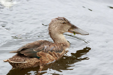 Australasian Shoveler Duck in Australasia