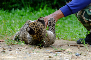 baby leopard in wild life breeding station.