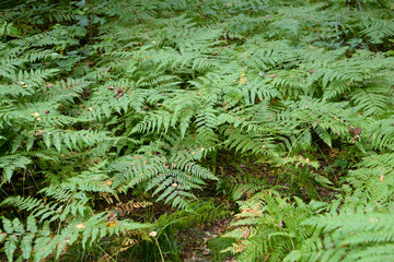 Wild fern in forest.