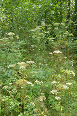 Fototapeta premium Thickets of Angelica in summer forest.