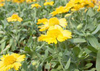 Beautiful Yellow Chrysanthemum flower Garden abstract background