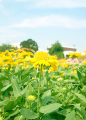 Beautiful Yellow Chrysanthemum flower Garden abstract background