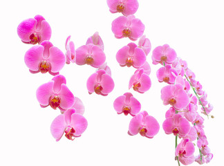 Purple orchid flowers (flower)