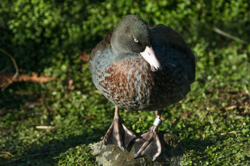 Whio Blue Duck Endemic to New Zealand