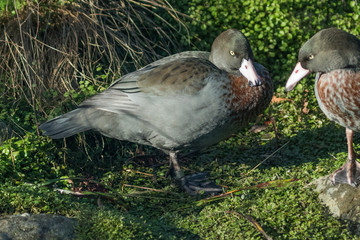 Whio Blue Duck Endemic to New Zealand