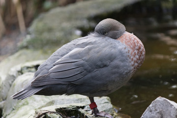 Whio Blue Duck Endemic to New Zealand