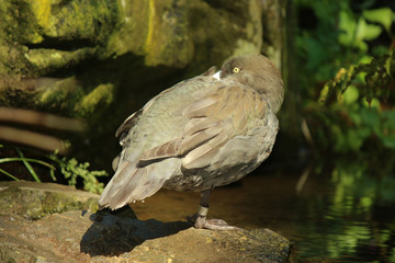 Whio Blue Duck Endemic to New Zealand
