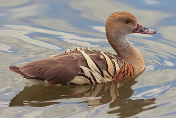 Plumed Whistling Duck in Australasia