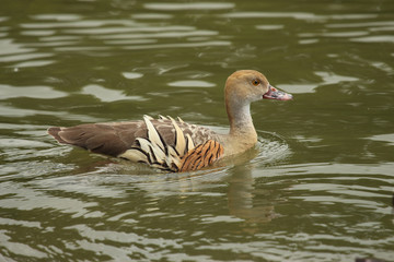 Plumed Whistling Duck in Australasia
