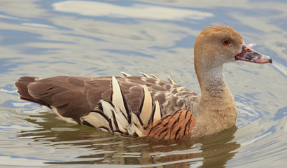 Plumed Whistling Duck in Australasia