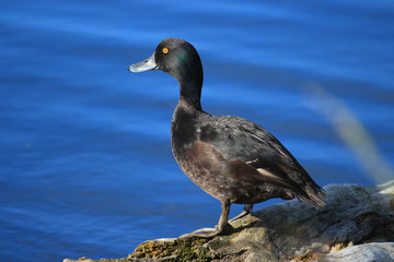 Scaup New Zealand Endemic Duck