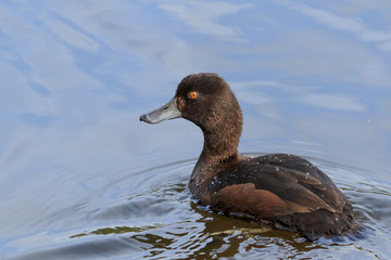 Scaup New Zealand Endemic Duck