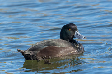Scaup New Zealand Endemic Duck