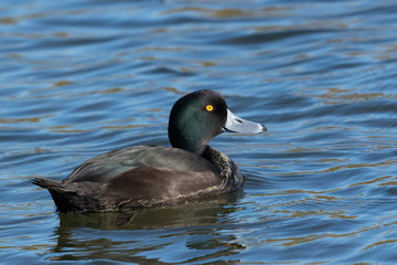 Scaup New Zealand Endemic Duck