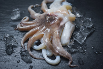 Seafood squid on ice - Fresh octopus ocean gourmet raw squid with ice on dark background in the restaurant