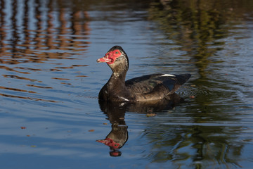Muscovy Duck in Australasia