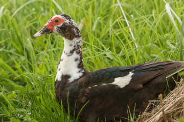 Muscovy Duck in Australasia