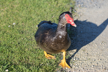 Muscovy Duck in Australasia