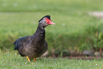 Muscovy Duck in Australasia