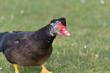 Muscovy Duck in Australasia